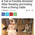 Arrested cat meme