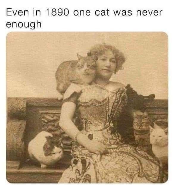 Even in 1890, one cat just wasn’t enough - meme