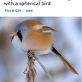 round bird