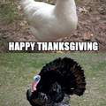 Happy Thanksgiving memedroiders