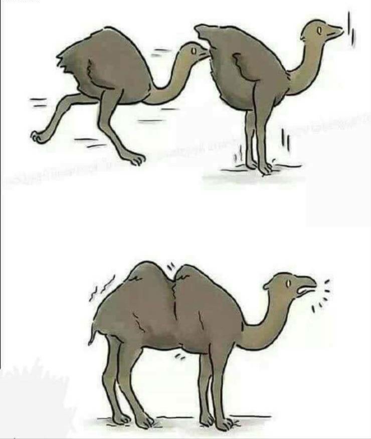 Insert camel - meme