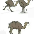 Insert camel