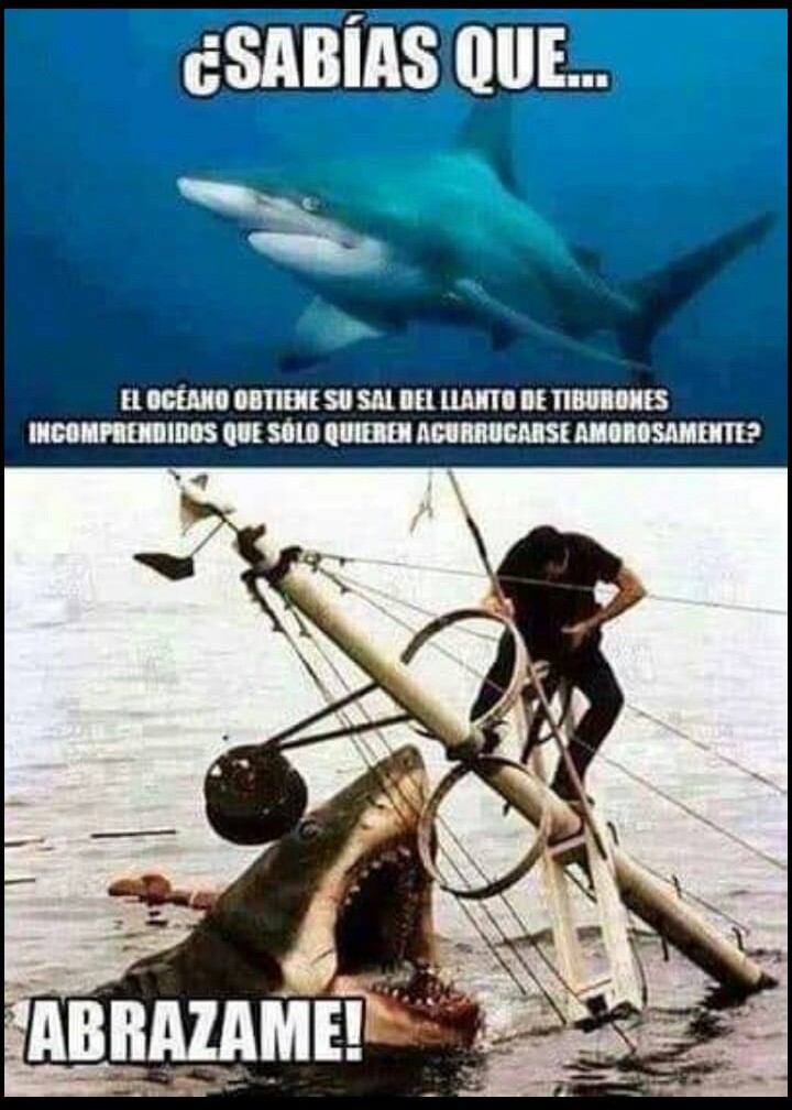 Papi shark - meme