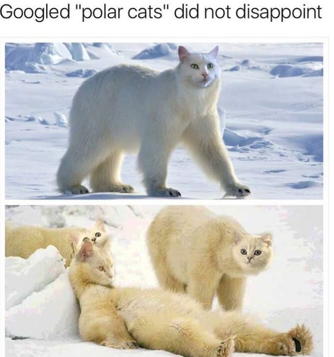 polar cats? - meme