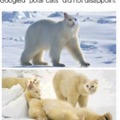 polar cats?