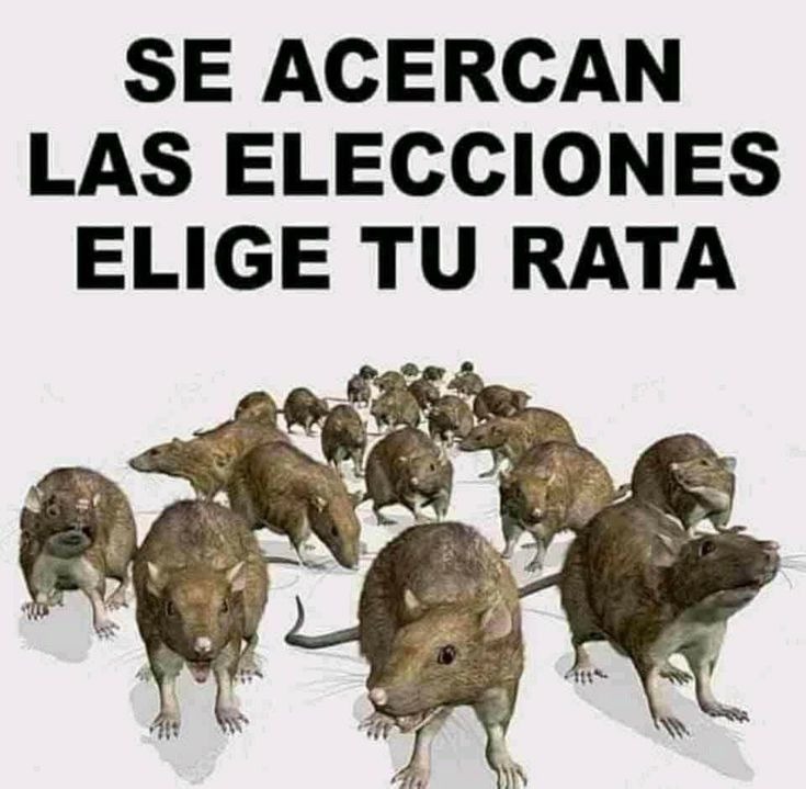 Envia cerebro al 5555 y descarga gratis una neurona - meme