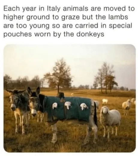 Very elegant donkey - meme