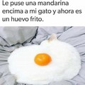Huevo gato