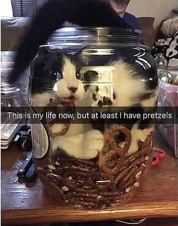 pretzel cat - meme
