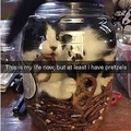 pretzel cat