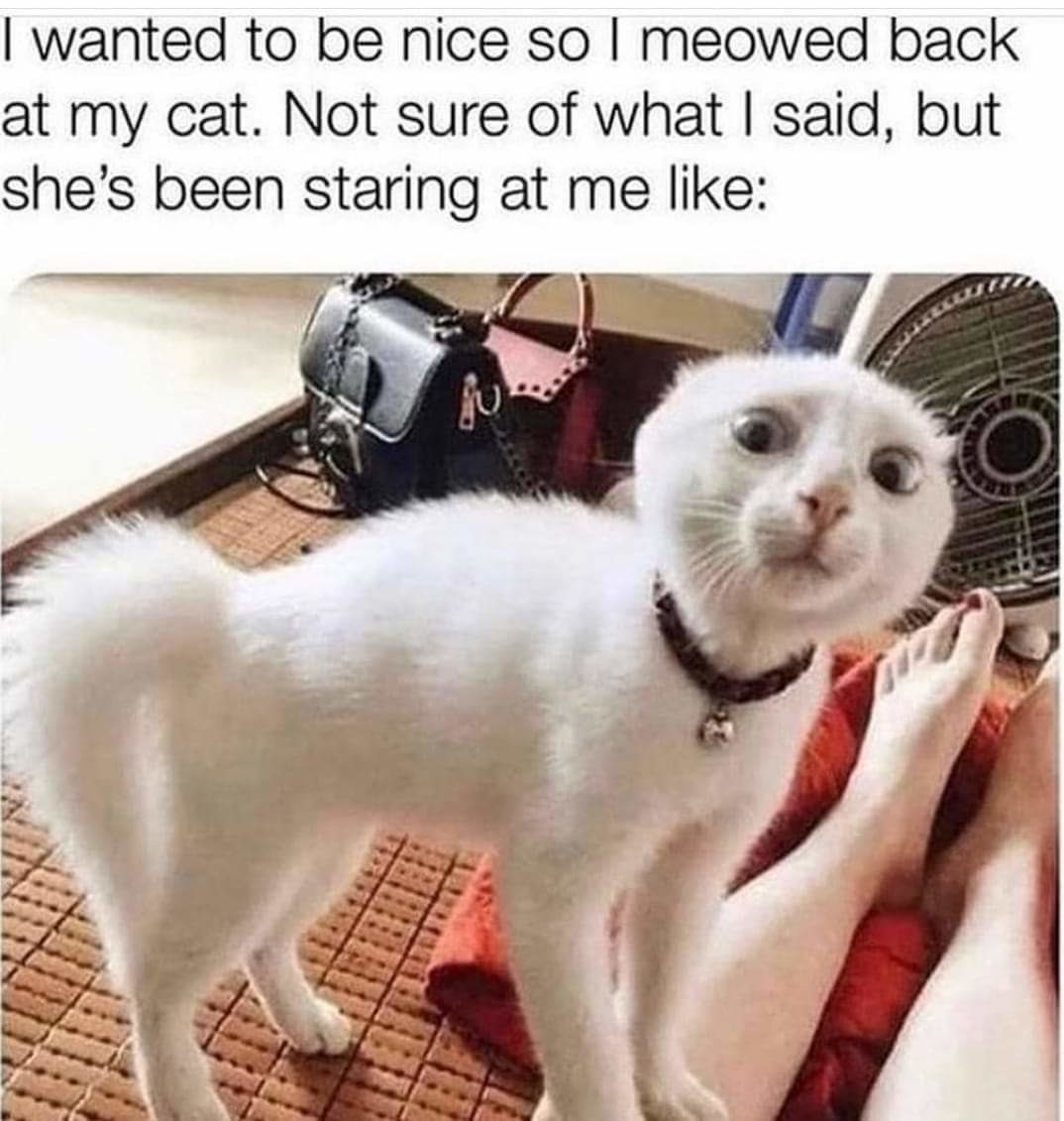 can't speak cat - meme