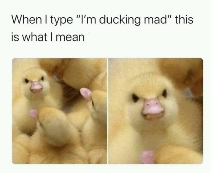 Ducking mad - meme