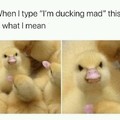 Ducking mad