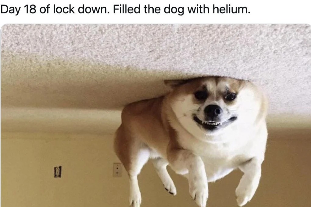Filled the dog with helium. - meme