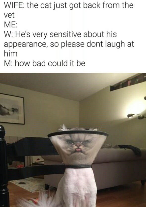 Poor cat... - meme