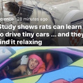 Study shows rats can learn to drive tiny cars