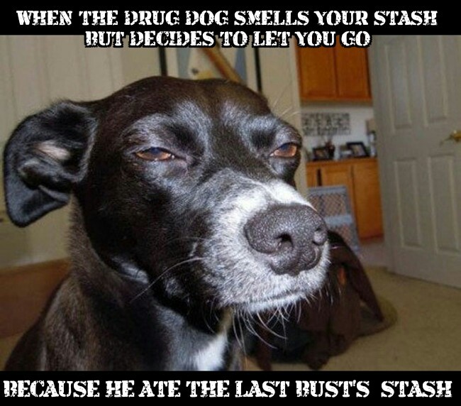 Drug Dog - meme