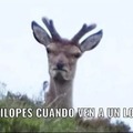 Lopez >:(