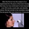 Wholesome parrot