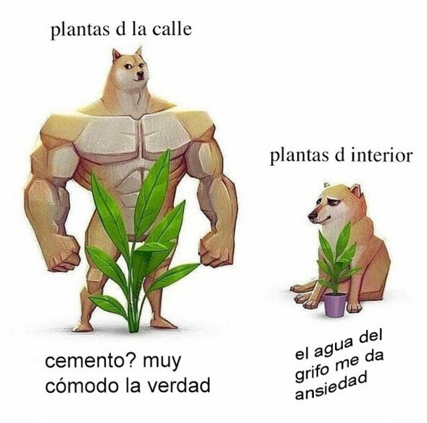 Plantas de interior vs exterior - meme