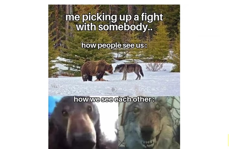 The best Bear memes :) Memedroid