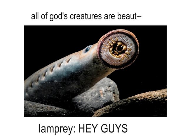 Cute lamprey - meme