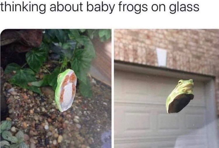 Froggy - meme