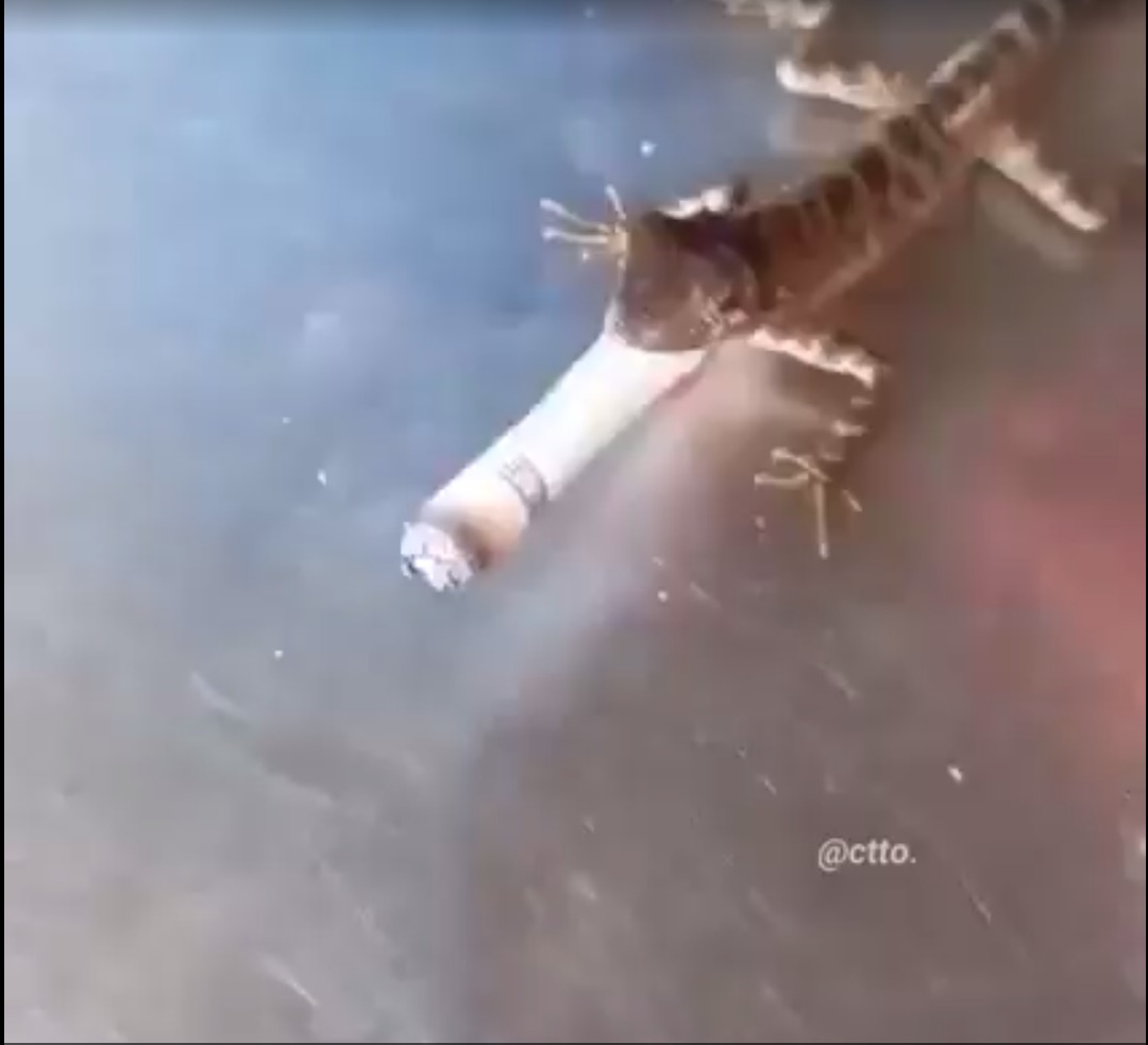 novagecko fumando (ignoren la marca de agua, viene de las redes de un amigo es su lagartija) - meme