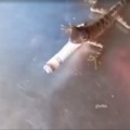 novagecko fumando (ignoren la marca de agua, viene de las redes de un amigo es su lagartija)