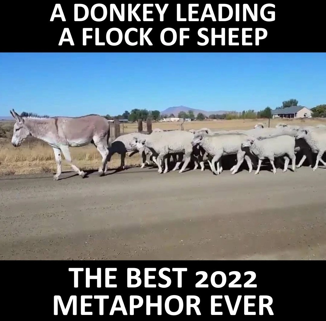 Black sheep are in the back - meme