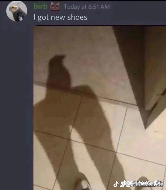 Bird got new shoes - meme
