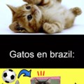 Gatos Brazileños