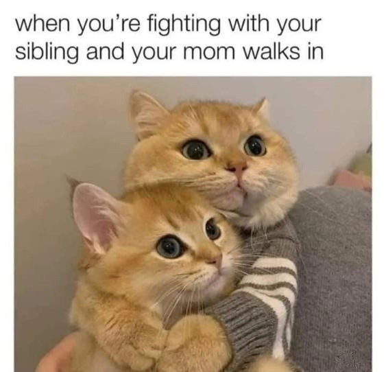 Sibling Love - meme