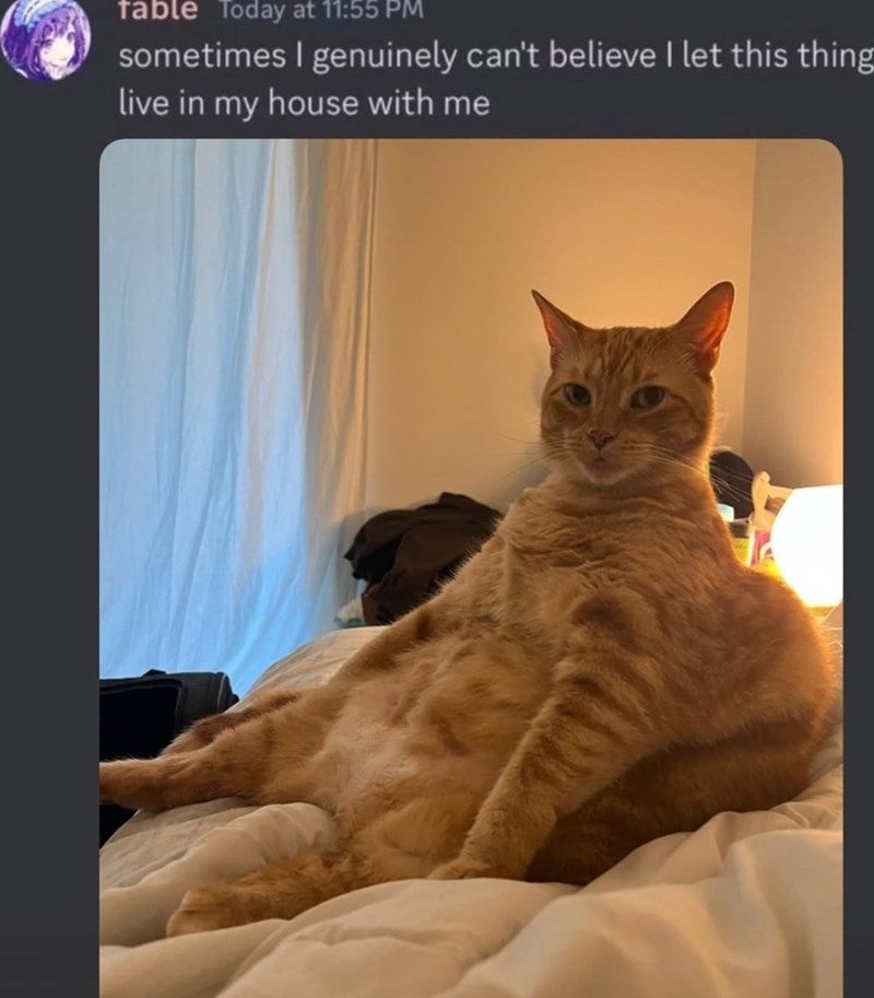 freak looking cat - meme