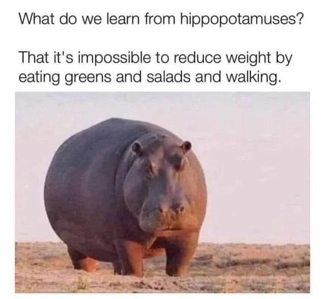 Hippos proving salad won’t save you - meme