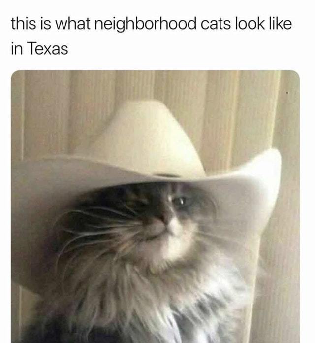 Texas cats - meme