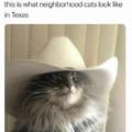 Texas cats
