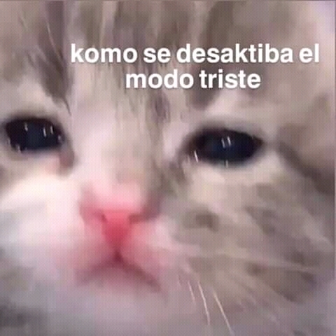 Memes acessíveis - Descrição: Print de conversa de WhatsApp: Você anda  muito triste Sim ando triste fico parado triste rastejo triste deito  triste só não vôo triste porque não sei voar Créditos