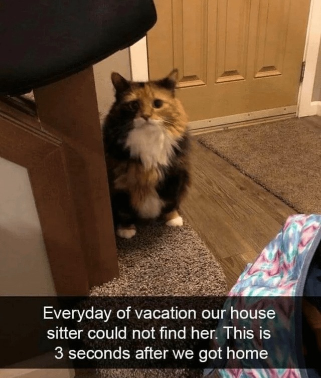 sneaky cats - meme