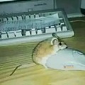 commented item thumbnail