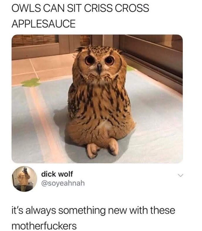 Owls swear - meme