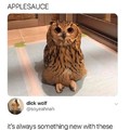 Owls swear