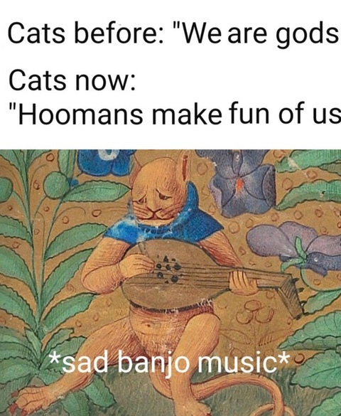 sad cat - meme