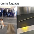 Airport doggo