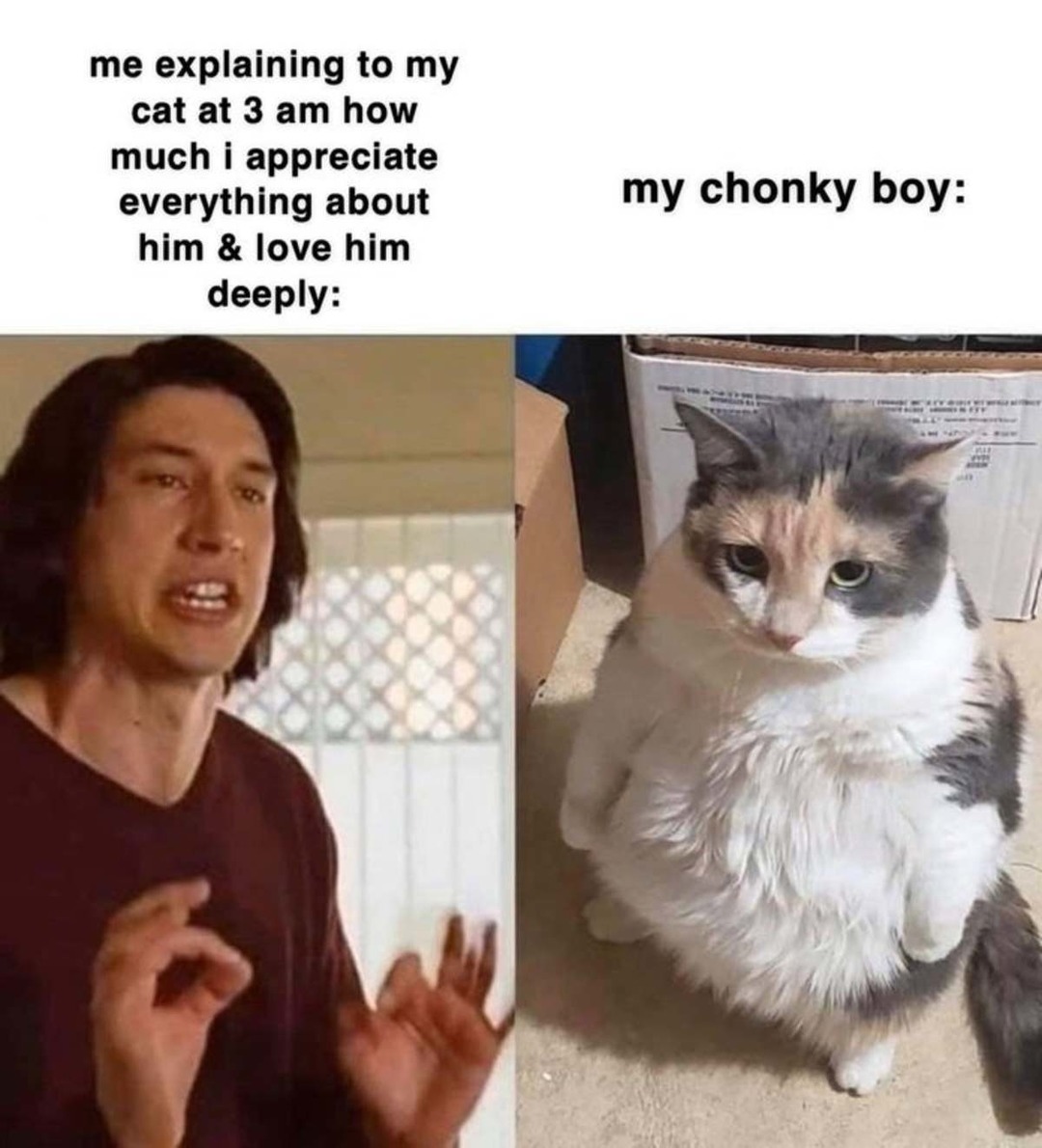 Explaining to your cat at 3 AM - meme