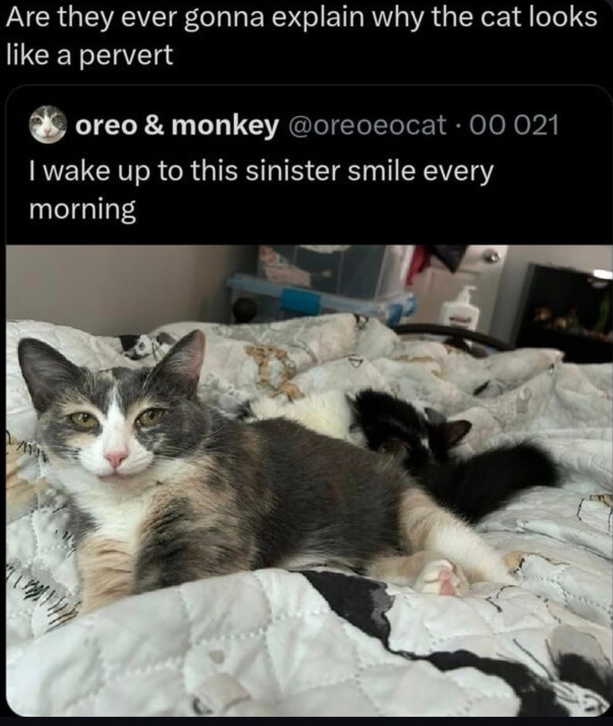 Why does this cat look like he knows all my secrets - meme