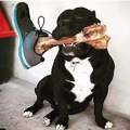 Put a turkey leg bone inside a shoe & let your dog run around tha yard...