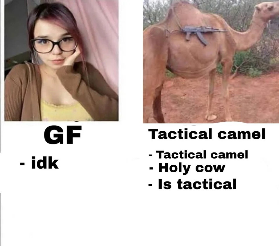 camel - meme