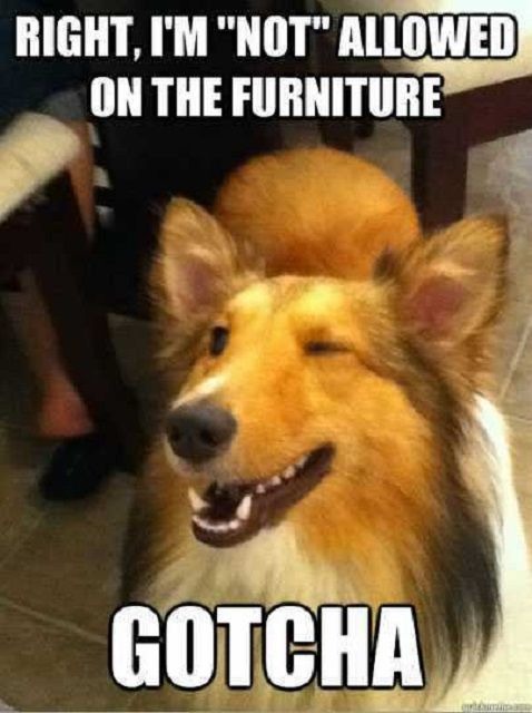 All my dogs when we get new furniture - meme