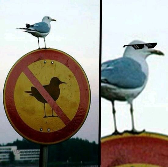 T - meme